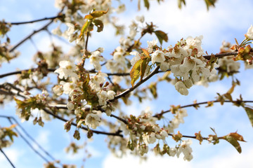 Close-up - Beautiful sakura flower in bloom after rain.
