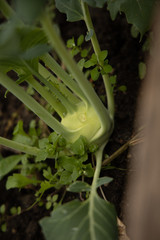 Kohlrabi growing in garden