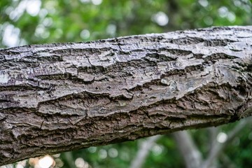 Tree Bark