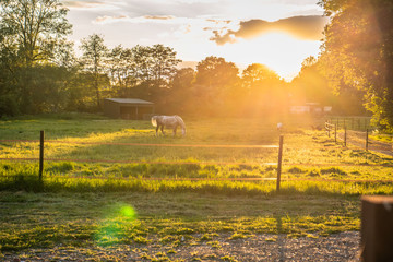 Sunset Horse in Field