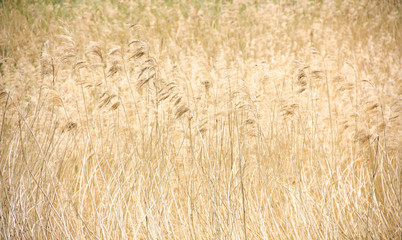 background with golden field of reeds