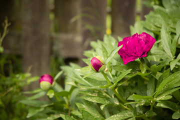 pink peony starting blossom