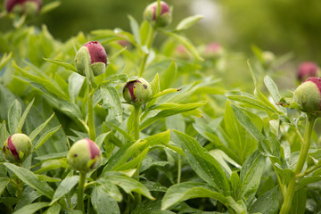pink peony starting blossom