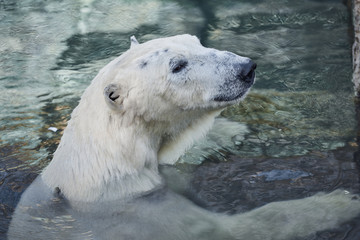Obraz na płótnie Canvas Beautiful portrait of a polar bear at the north pole. Old polar bear in the water