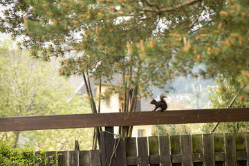 squirrel silhouette sitting on a fence