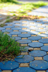 Grass sprout through paving block walkway.