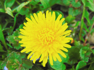 yellow dandelion flower