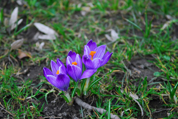 Three lilac crocuses on a Sunny spring day. Concept of a natural beauty. Environment care. Sprng cming.
