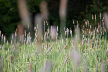 Close-Uo Grass in the park field