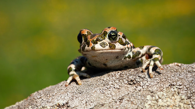 Cute european green toad, bufotes viridis, peeking out with legs and fingers on the branch from front view at sunrise in summer. Alert frog with spots on skin with copy space.