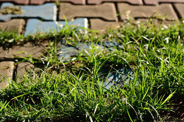 Grass sprout through paving block walkway.