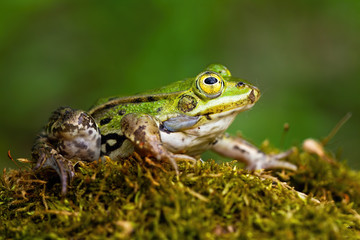 Small edible frog, pelophylax esculentus, with green skin and big yellow eye in summer nature. Wild animal on the ground with moss. Full body of an amphibian from low angle view.