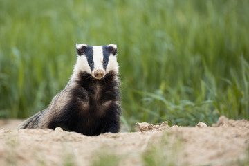 Badger, Meles meles, single mammal at dusk © szczepank