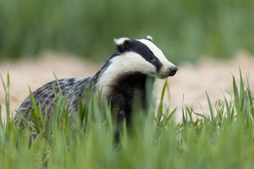 Badger, Meles meles, single mammal at dusk