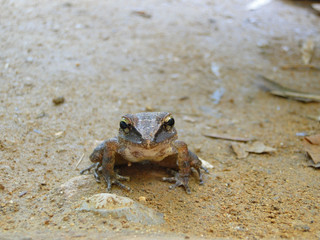 Frog found on the Atlantic Forest trail on the north coast of São Paulo, Brazil                              