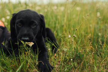 black labrador retriever puppy