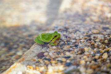 green frog in water close up