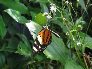 Orange, yellow and black butterfly found in the Atlantic Forest of the north coast of São Paulo, Brazil