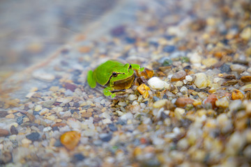green frog in water close up