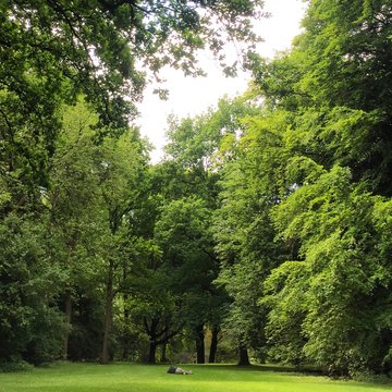 Trees In Tiergarten