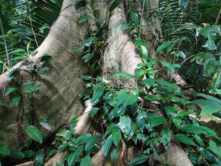 Large tree of the Atlantic Forest found on the north coast of the city of São Paulo, Brazil.