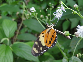 Orange, yellow and black butterfly found in the Atlantic Forest of the north coast of São Paulo, Brazil