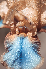 Iris flower in garden. Beautiful flower with water drops. Selective focus. Border with copy space