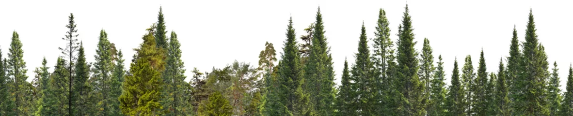 Fototapeten green wood of coniferous trees stripe isolated on white © Alexander Potapov