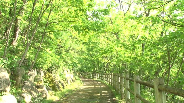 Eary summer forest. Tiny road. Pan up.
