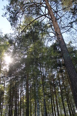Fototapeta premium forest,green