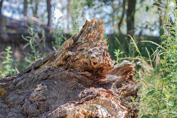 Bark of Tree texture nature