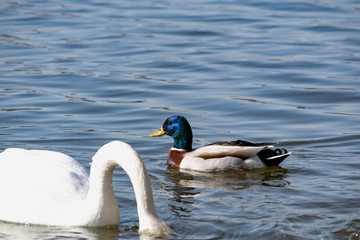 Obraz premium A small duck and Drake swim near the shore on a quiet pond in shallow water with a sandy beach in Sunny weather