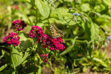 Large yellow and black butterfly on a red flower..