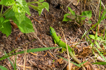European green lizard, Lacerta viridis, resting in the sun camouflaged by green foliage, in croatian national park Plitvice lakes, Unesco world heritage site