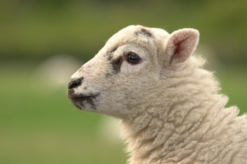 Cute baby lamb profile