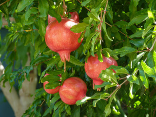 Ripe, tasty, natural pomegranate fruits hang on a branch in the garden