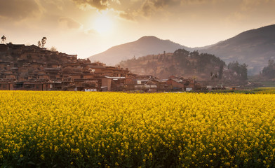 Mustard fields and an ancient village.