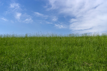 Grass field under the blue sky with white clouds