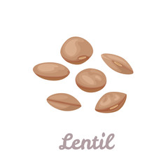 Lentils isolated on white background. Grains of brown lentils. Vector illustration of legumes in cartoon flat style. Icon.