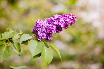 Purple lilac blossoms blooming in springtime © Nastya Tepikina