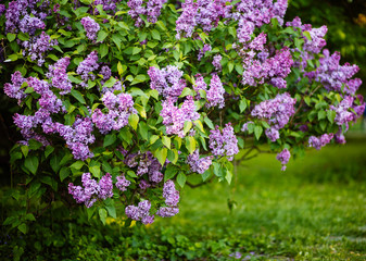 Purple lilac blossoms blooming in springtime