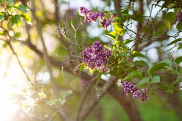 Purple lilac blossoms blooming in springtime