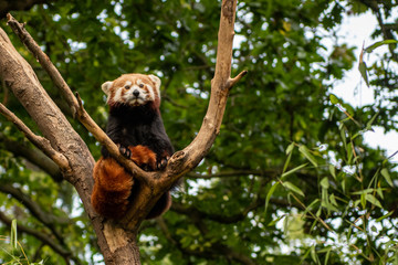red panda in the tree