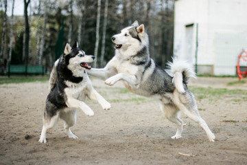 siberian husky dog