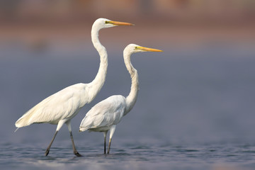 Great egret bird standing pair
