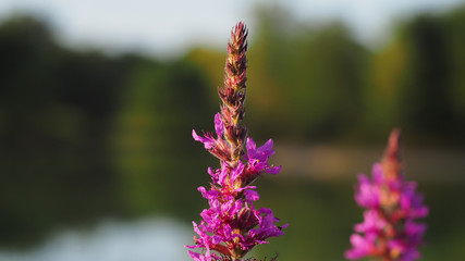 Belle fleur au bord d'un lac en Chalosse