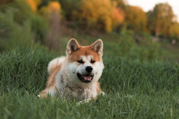 dog in the grass