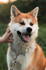 portrait of a dog