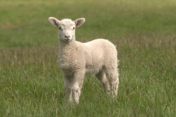 Naklejka na ściany i meble lamb in the meadow