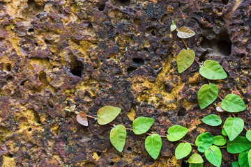 Porous spongy background with the green leaves